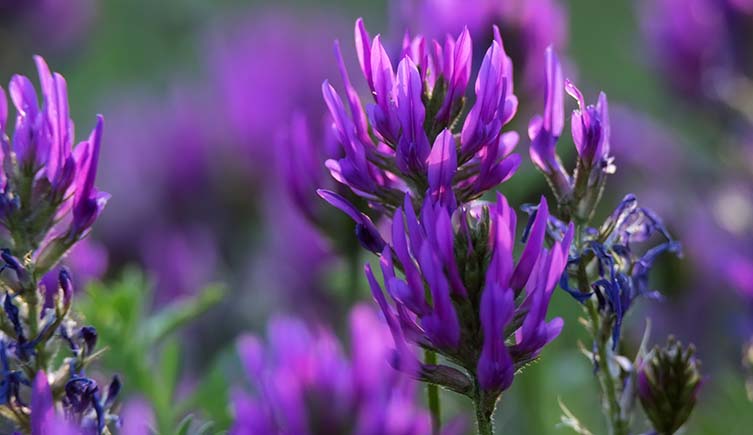 A group of Astragalus plants with many purple petals.