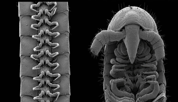 Electron microscope images of the legs (left), head and gonopods (right) of a male Eumillipes persephone