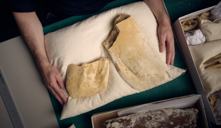 The whale's fossil jaw fragments sit on top of a pillow held by two human arms.