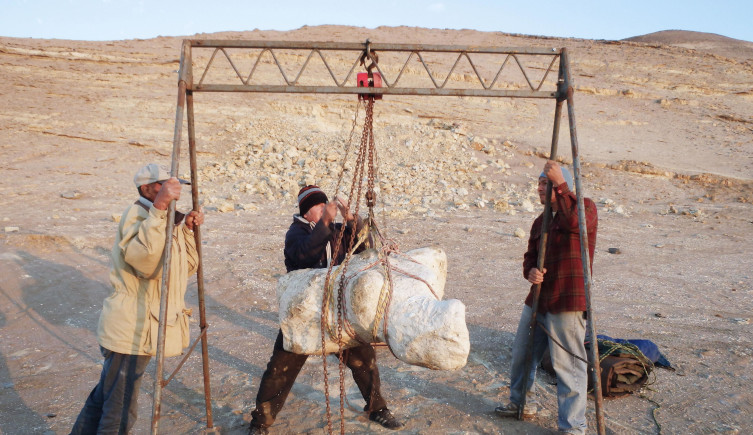 One of Perucetus' vertebrae is carried on a frame in the Peruvian coastal plain.