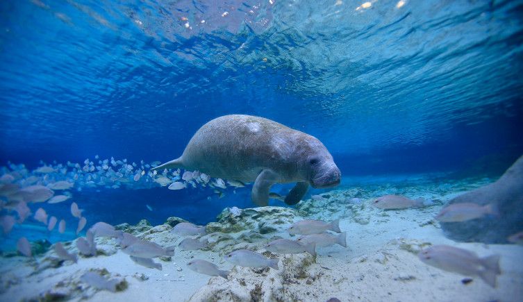 A photo of a manatee swimming underwater.
