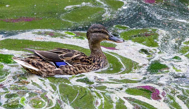 A mallard duck swimming in a polluted river, which is green with swirls of white and purple mixed in. 