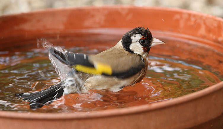 A goldfinch bathes in a bird bath