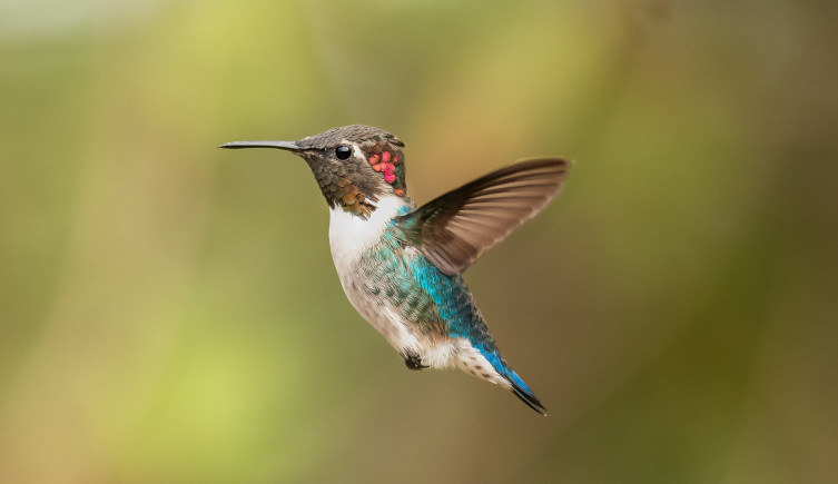 A bee hummingbird in flight.