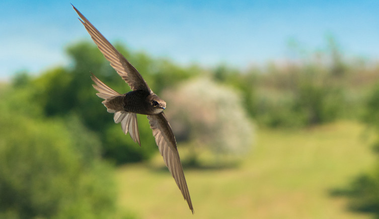 A swift in flight over a park with trees.