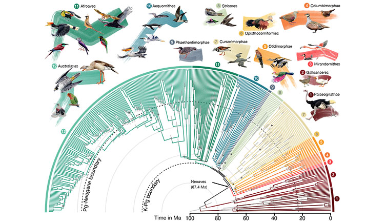 A evolutionary tree showing the relationships between birds.
