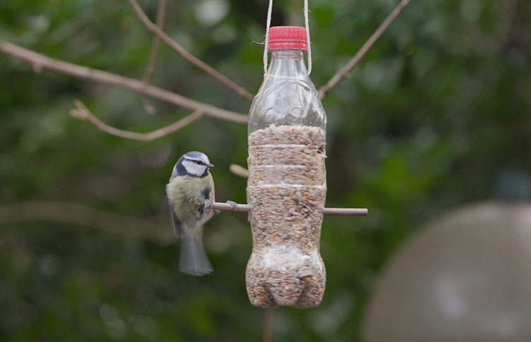 A blue tit on a plastic bottle bird feeder