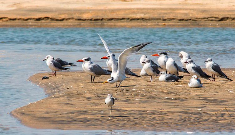 A number of different tern and gull species sitting on a sandbank surrounded by water. 