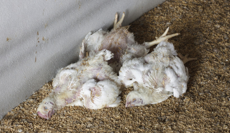 Two dead birds lie on the ground of a barn