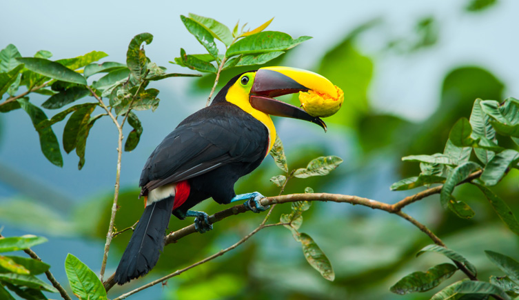 A photograph of a toucan holding a guava fruit in its beak