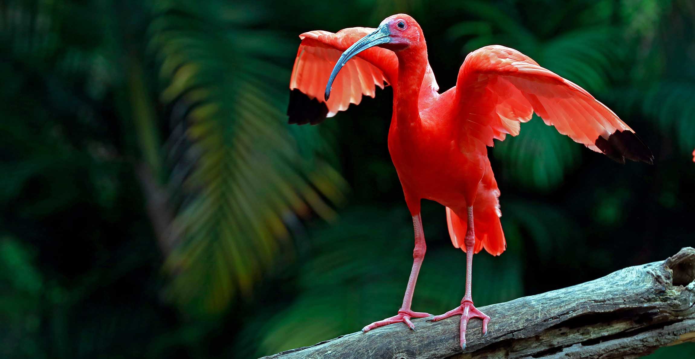 A scarlet ibis standing on a log. 