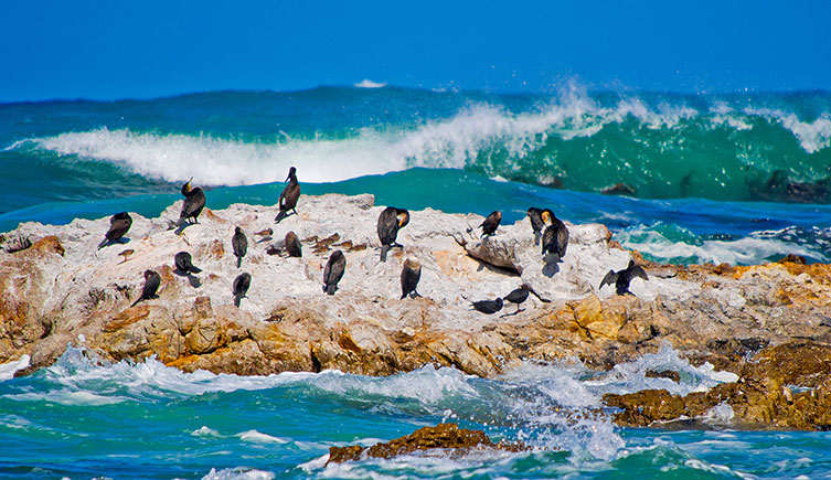 Cape cormorants standing on a rock surrounded by the ocean. 