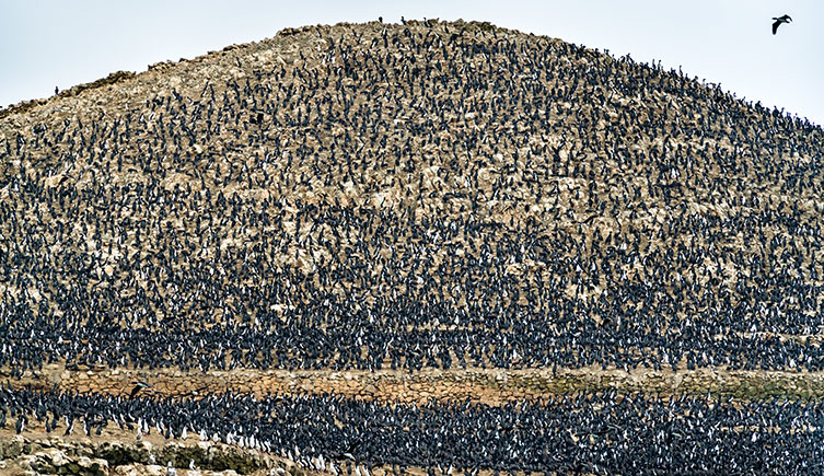 A large colony of guanay cormorants covering a hill. 