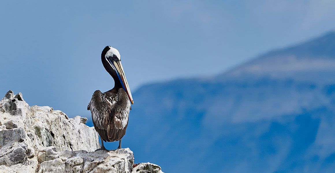 A Peruvian pelican stands on a guano-covered rock. 