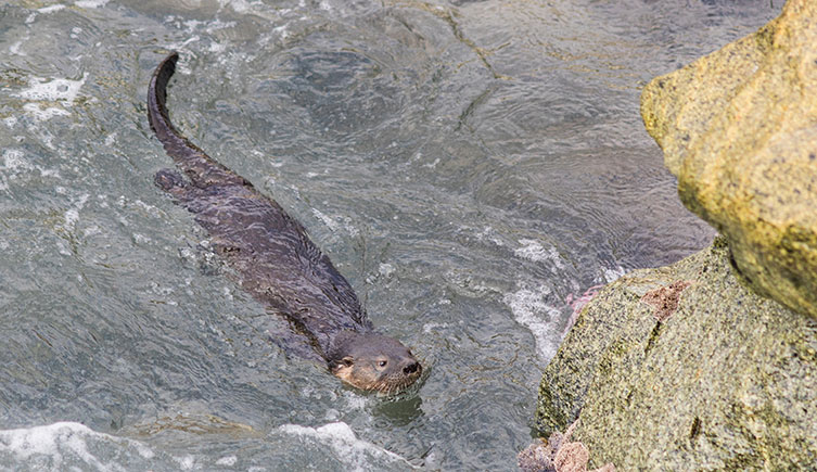 A marine otter swimming close to a rocky coast. 