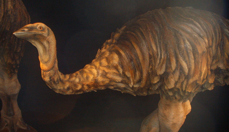 A model of an elephant bird