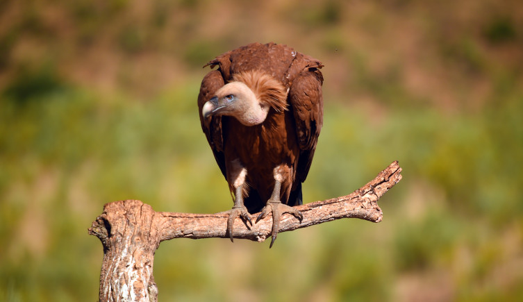A brown griffon vulture sits on a dry tree branch