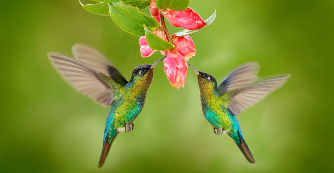 Two hummingbirds feed from a pink flower