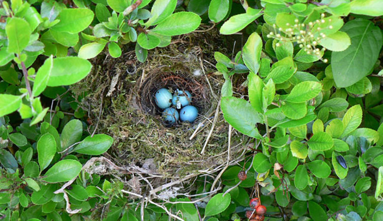 Abandonned dunnock nest with eggs in a bush
