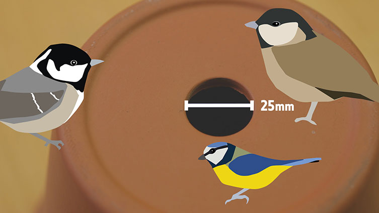 Illustration of the bird box hole size suitable for blue tits, marsh tits and coal tits