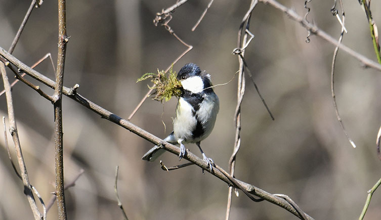 A small bird with moss in its beak
