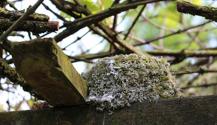 Bird nest made of moss and other material wedged next to a plank of wood under shrub branches