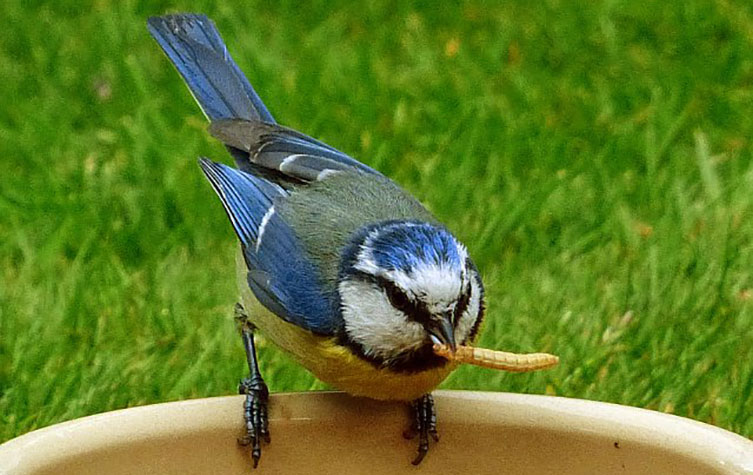 Blue tit perched on a dish with a mealworm in its beak