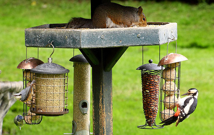 A bird feeder being visited by a blue tit, nuthatch, woodpecker and squirrel