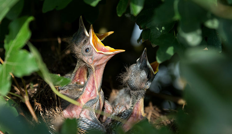 Three chicks in a nest with their beaks wide open