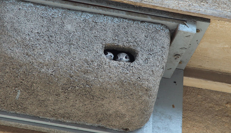 Two swifts peaking out from their nest box