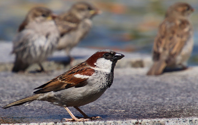 A group of house sparrows on a paving slab