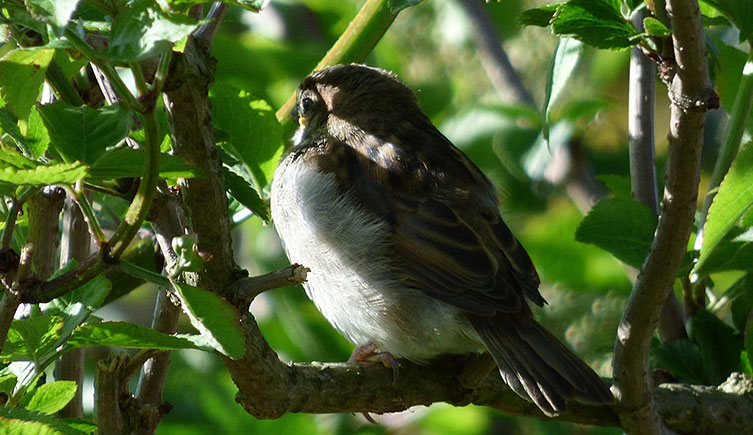 House sparrow in a bush
