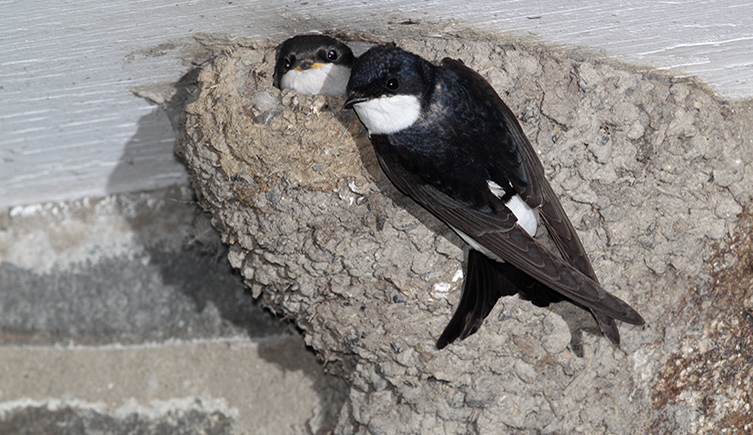 Two housemartin peep out from a mud nest that's fixed to a white wall