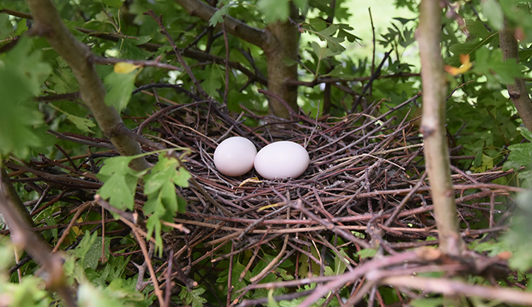 A nest made from sticks and twigs holding two white eggs sits in the tree tops surrounded by green leaves