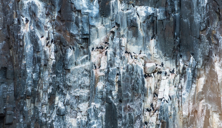 Seabirds standing on guano-stained cliffs.