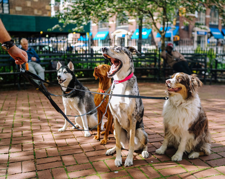 Four dogs on leashes sitting on the pavement.