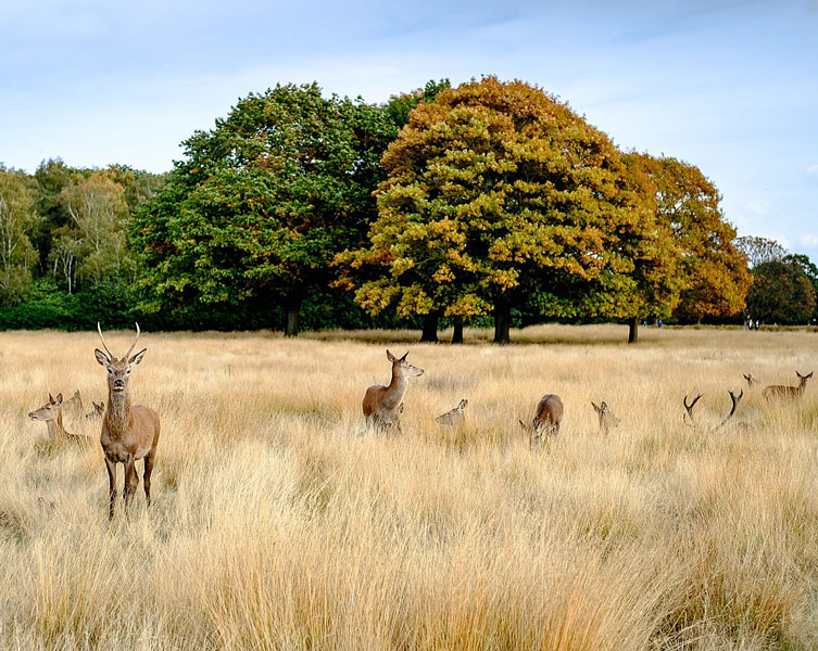 A herd of deer rest amongst tall, yellow grass.