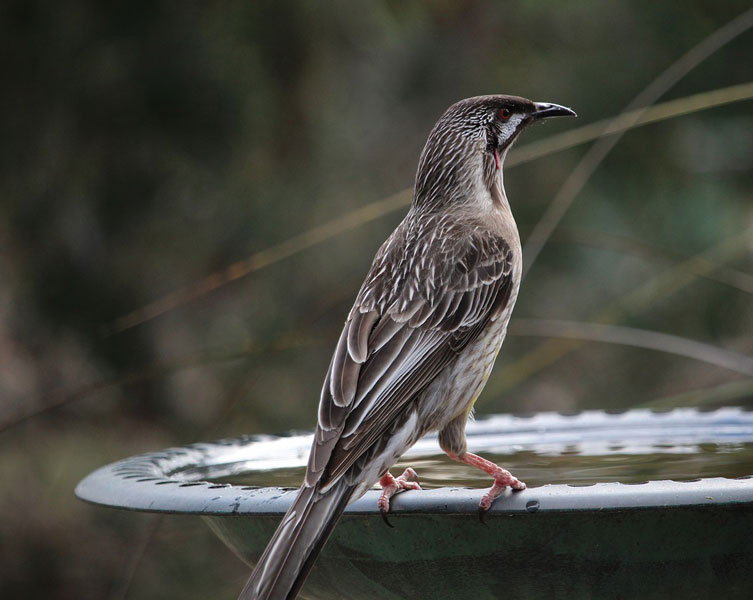 A wattlebird stands on the edge of a bird bath.