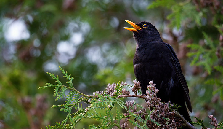 A black bird with a yellow beak singing from an evergreen fir tree