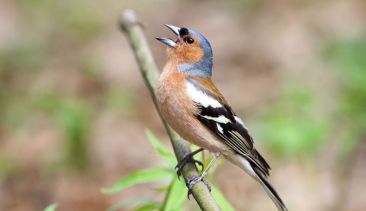 A small bird with a blue-grey cap and pinkish-brown cheeks and breast, perched on a branch singing