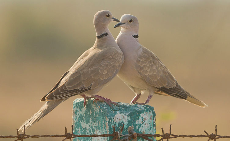 Two pale pinkish-brown birds with black neck collars perch close together on a fence post