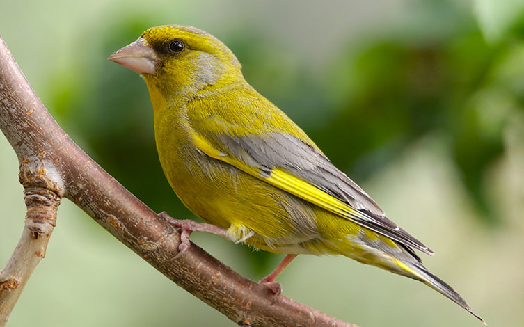 A small, greenish bird with grey wings with a yellow stripe, perched on a branch