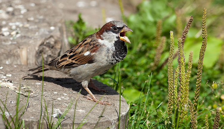 A small brown,  grey and black bird on a tree stump