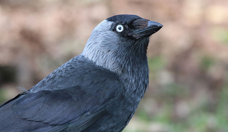 The top half of a black bird with a silvery neck and piercing blue eyes