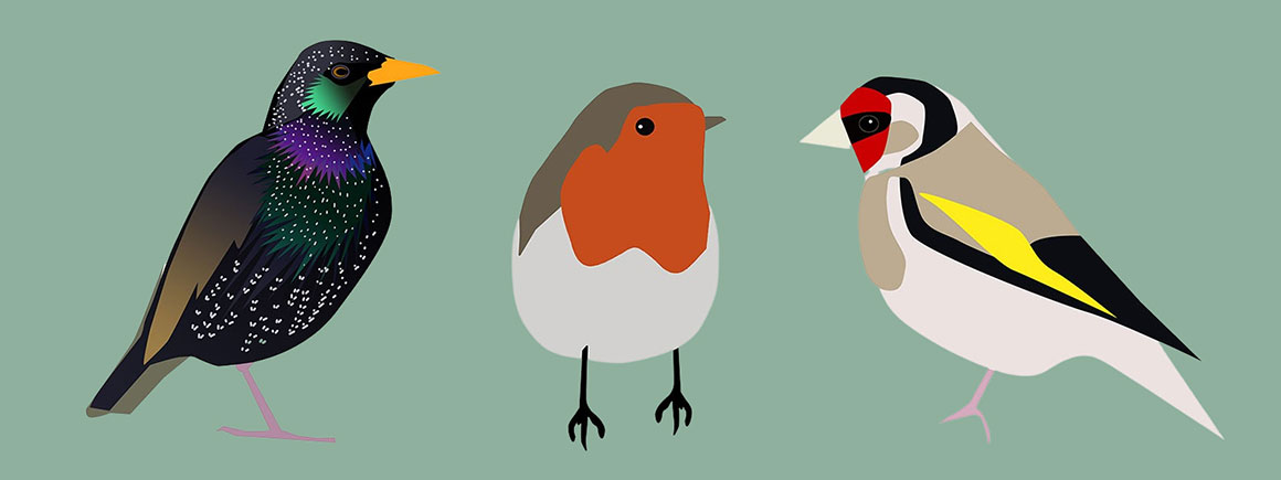 Illustration of a starling, robin and goldfinch