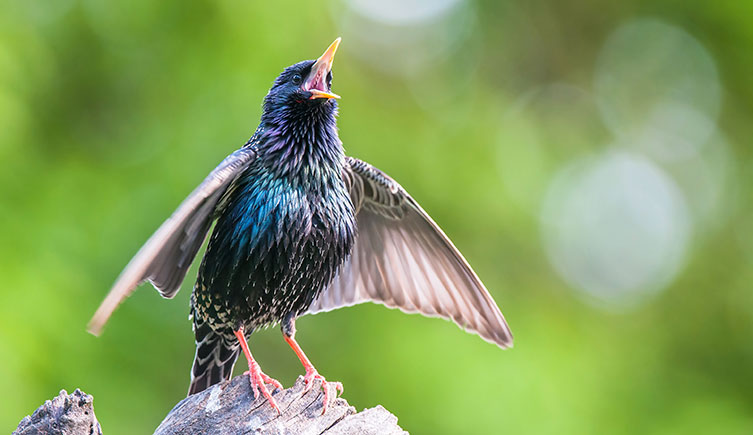 A dark-coloured bird with irridescent feathers sings from a perch