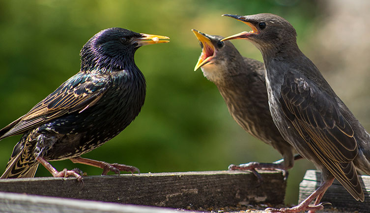 An adult starling feeds two juveniles