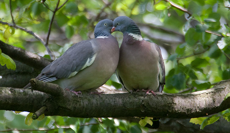 Two large, mainly grey birds, each with a pinkish breast and a white strip on its neck
