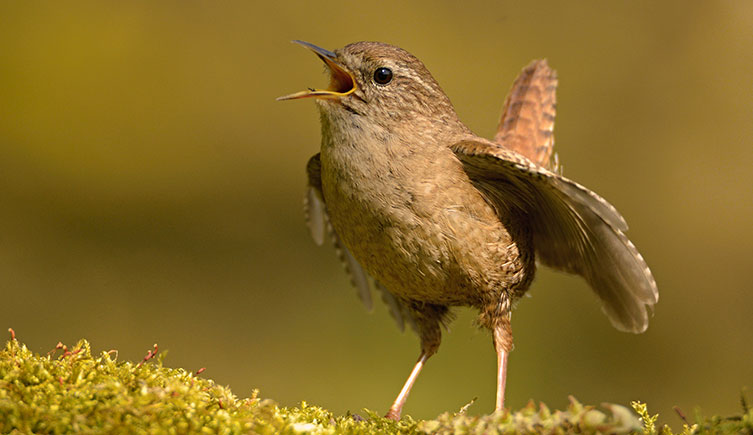 A tiny brown bird singing from a moss-covered perch