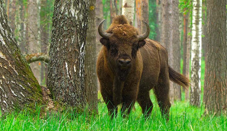 A large adult bison standing next to a tree is looking directly at the camera. 
